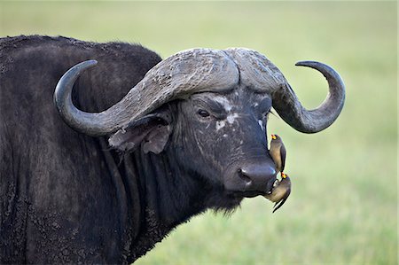 Cape buffalo (African buffalo) (Syncerus caffer) and two yellow-billed oxpeckers (Buphagus africanus), Ngorongoro Crater, Tanzania, East Africa, Africa Fotografie stock - Rights-Managed, Codice: 841-07205504