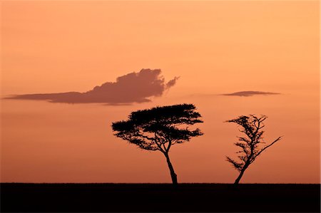 serengeti national park - Two acacia trees at dawn, Serengeti National Park, UNESCO World Heritage Site, Tanzania, East Africa, Africa Foto de stock - Con derechos protegidos, Código: 841-07205508