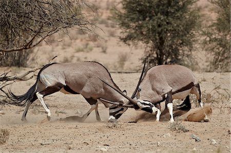 Two gemsbok (South African oryx) (Oryx gazella) fighting, Kgalagadi Transfrontier Park, encompassing the former Kalahari Gemsbok National Park, South Africa, Africa Stock Photo - Rights-Managed, Code: 841-07205516