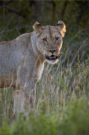 simsearch:841-07782264,k - Lioness (Panthera leo), Imfolozi Game Reserve, South Africa, Africa Foto de stock - Con derechos protegidos, Código: 841-07205527