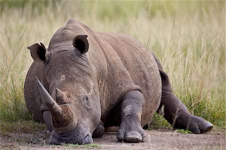 White rhinoceros (Ceratotherium simum) napping, Hluhluwe Game Reserve, South Africa, Africa Foto de stock - Con derechos protegidos, Código: 841-07205529