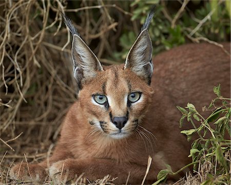 Caracal (Caracal caracal), Addo Elephant National Park, South Africa, Africa Stock Photo - Rights-Managed, Code: 841-07205523
