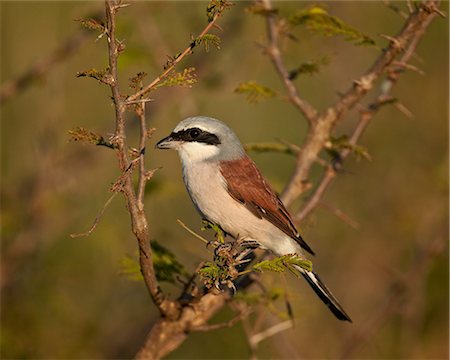 simsearch:6119-08741243,k - Red-backed shrike (Lanius collurio), Kruger National Park, South Africa, Africa Photographie de stock - Rights-Managed, Code: 841-07205536