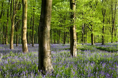 simsearch:841-07206387,k - Common bluebells growing in a mature beech wood, West Woods, Marlborough, Wiltshire, England, United Kingdom, Europe Stock Photo - Rights-Managed, Code: 841-07205747