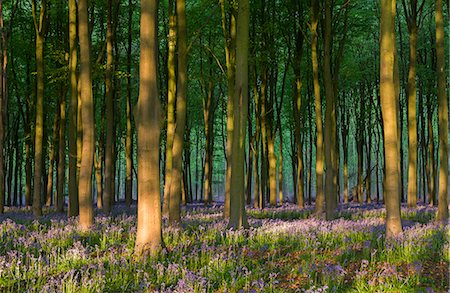 Bluebells growing in a beech wood, West Woods, Lockeridge, Wiltshire, England, United Kingdom, Europe Photographie de stock - Rights-Managed, Code: 841-07205750
