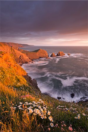 Wildflowers growing on the cliff tops above Hartland Point, looking south to Screda Point, Devon, England, United Kingdom, Europe Stock Photo - Rights-Managed, Code: 841-07205762