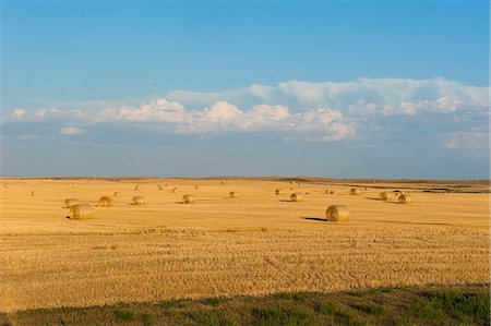 straw (dry vegetation or crop) - Bales of straw on a field, Wyoming, United States of America, North America Stock Photo - Rights-Managed, Code: 841-07205973