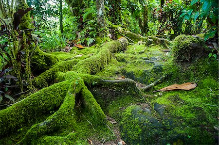 racine - Moss overgrowing trees along a path, Pohnpei (Ponape), Federated States of Micronesia, Caroline Islands, Central Pacific, Pacific Photographie de stock - Rights-Managed, Code: 841-07205991