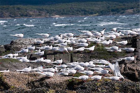 simsearch:841-06805456,k - South American Tern (Sterna hirundinacea), Beagle Channel, Argentina, South America Photographie de stock - Rights-Managed, Code: 841-07206019