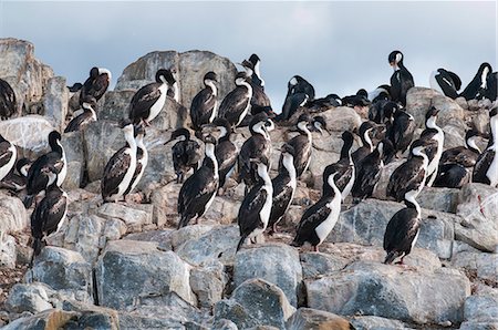 Cormorants on an island in the Beagle Channel, Ushuaia, Tierra del Fuego, Argentina, South America Foto de stock - Con derechos protegidos, Código: 841-07206023