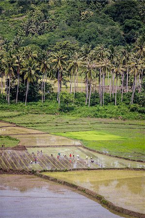 simsearch:841-06446641,k - Paddy farmers at work in rice fields, Sumba, Indonesia, Southeast Asia, Asia Stock Photo - Rights-Managed, Code: 841-07206124