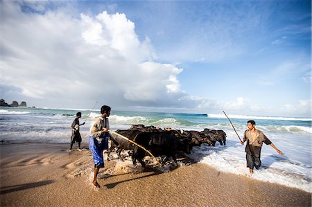 Buffalo herders on the beach in Sumba, Indonesia, Southeast Asia, Asia Stock Photo - Rights-Managed, Code: 841-07206126