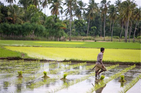 sumba - A paddy farmer at work in a rice field, Sumba, Indonesia, Southeast Asia, Asia Foto de stock - Con derechos protegidos, Código: 841-07206127