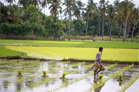 rural asia - A paddy farmer at work in a rice field, Sumba, Indonesia, Southeast Asia, Asia Stock Photo - Rights-Managed, Code: 841-07206127