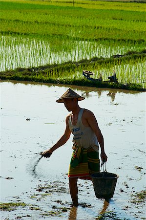 simsearch:841-05846117,k - Farmer in rice field near Hpa-An, Karen State, Myanmar (Burma), Asia Stockbilder - Lizenzpflichtiges, Bildnummer: 841-07206188