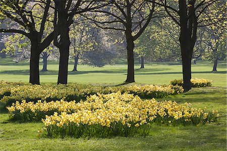 flower park in london - Daffodils, Green Park, London, England, United Kingdom, Europe Stock Photo - Rights-Managed, Code: 841-07206379