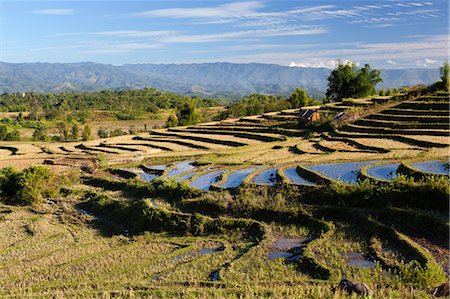 simsearch:841-06805756,k - Terraced rice fields and Shan hills, near Kengtung, Shan State, Myanmar (Burma), Asia Fotografie stock - Rights-Managed, Codice: 841-07206388