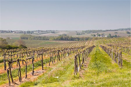 Vineyards in the Cognac area of France, Charente Maritime, France, Europe Stock Photo - Rights-Managed, Code: 841-07206501