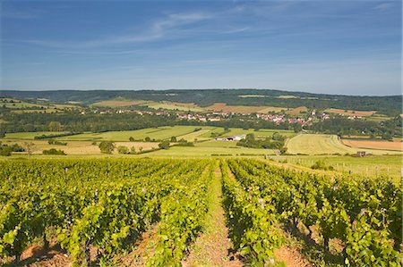 farming france - Vineyards above the village of Asquin in the Yonne area of Burgundy, France, Europe Stock Photo - Rights-Managed, Code: 841-07206549