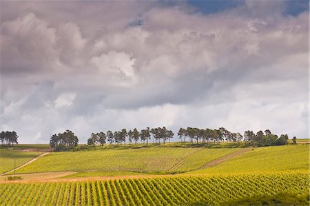 scenic vineyards - Champagne vineyards above the village of Noe les Mallets in the Cote des Bar area of Aube, Champagne-Ardennes, France, Europe Stock Photo - Rights-Managed, Code: 841-07206570