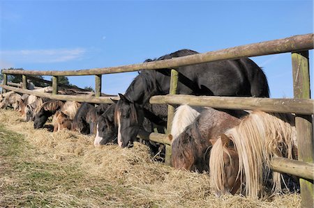 simsearch:841-02944102,k - Row of miniature horses (Equus caballus) and a Welsh cob reaching through a wooden fence to eat hay, Wiltshire, England, United Kingdom, Europe Photographie de stock - Rights-Managed, Code: 841-07206624