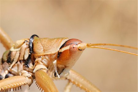 Close up of Balkan sawing cricket (Saga natoliae), the largest predatory insect in Europe, grooming a front foot, Samos, Greece, Europe Stock Photo - Rights-Managed, Code: 841-07206628