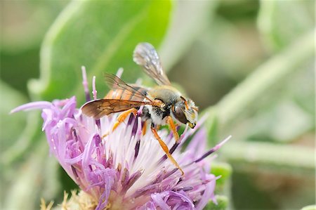 simsearch:841-06345492,k - Leafcutter bee (Rhodanthidium siculum) foraging on round-headed knapweed flower (Centaurea sphaerocephala), Algarve, Portugal, Europe Photographie de stock - Rights-Managed, Code: 841-07206632