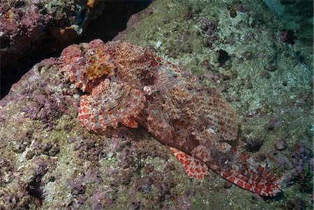 rascasse - Tassellated scorpionfish (Scorpaenopsis oxycephala), Mozambique, Africa Photographie de stock - Rights-Managed, Code: 841-07201380