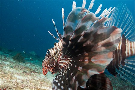 rascasse - Lionfish, Mozambique, Africa Photographie de stock - Rights-Managed, Code: 841-07201382