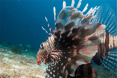 peixe-escorpião - Lionfish, Mozambique, Africa Foto de stock - Direito Controlado, Número: 841-07201382