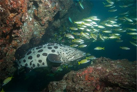Potato cod, Mozambique, Africa Photographie de stock - Rights-Managed, Code: 841-07201383