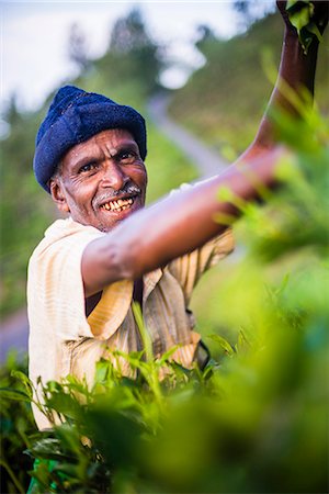 sri lanka - Portrait of a tea picker in a tea plantation in the Sri Lanka Central Highlands, Sri Lanka, Asia Stock Photo - Rights-Managed, Code: 841-07201429