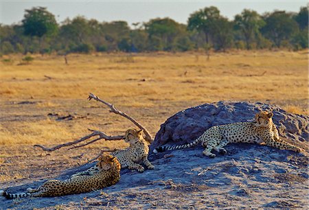 simsearch:841-03060833,k - Three Cheetahs, Moremi, Botswana Photographie de stock - Rights-Managed, Code: 841-07201647