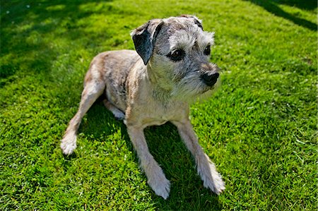 10 year-old Border Terrier dog, Jess,  sitting in the sunshine in a country garden, England Stock Photo - Rights-Managed, Code: 841-07201679