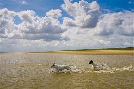 pals, spain - Jack Russell dogs playing in the sea at Utah Beach, Normandy, France Fotografie stock - Rights-Managed, Codice: 841-07201691