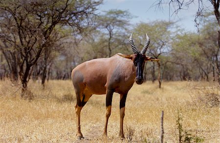 damaliscus korrigum - Topi, Serengeti, Tanzania Photographie de stock - Rights-Managed, Code: 841-07201733