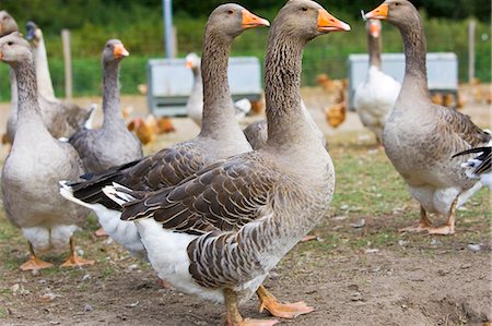 patte (animal) - Fattened Toulouse Geese, France. Free-range birds may be at risk if Avian Flu (Bird Flu Virus) spreads Stock Photo - Rights-Managed, Code: 841-07201757