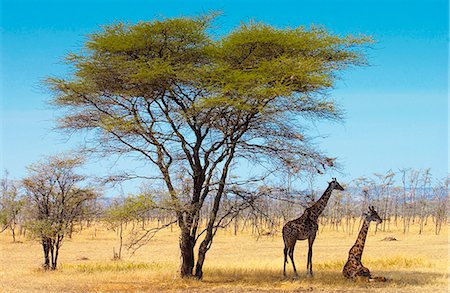 simsearch:841-07523592,k - Adult giraffes, Serengeti, Tanzania Foto de stock - Con derechos protegidos, Código: 841-07201791