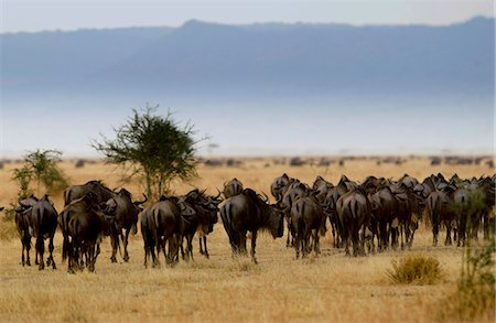 simsearch:841-07201871,k - Herd of migrating Blue Wildebeest, Grumeti, Tanzania Photographie de stock - Rights-Managed, Code: 841-07201809