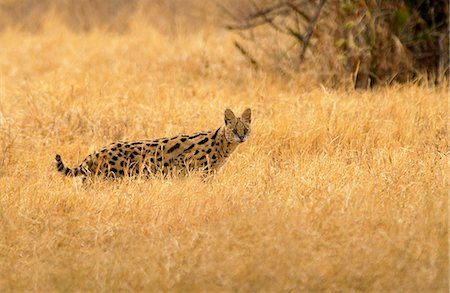 simsearch:841-07204968,k - Serval Felis,Tanzania, East Africa Foto de stock - Con derechos protegidos, Código: 841-07201837