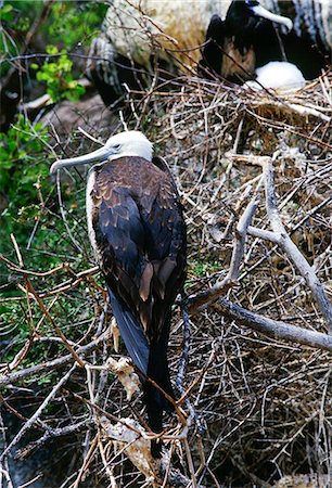 Juvenile Frigatebird, Galapagos Islands, Ecuador Photographie de stock - Rights-Managed, Code: 841-07201833