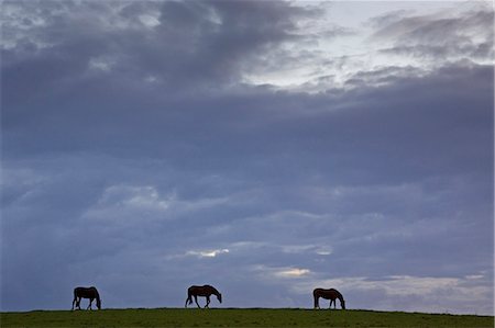 simsearch:841-06617190,k - Horses grazing, Cirencester, Gloucestershire, United Kingdom Foto de stock - Con derechos protegidos, Código: 841-07201844