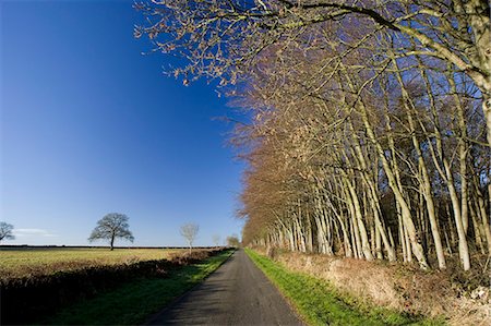 simsearch:841-07204866,k - Empty country lane beside field in The Cotswolds, near Burford, Oxfordshire, United Kingdom Photographie de stock - Rights-Managed, Code: 841-07201864