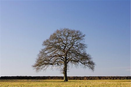 simsearch:841-07201929,k - Oak tree, The Cotswolds, Oxfordshire, United Kingdom Foto de stock - Con derechos protegidos, Código: 841-07201863