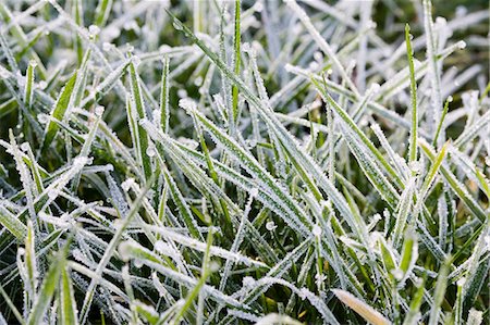 simsearch:841-07355242,k - Hoar frost covered grass, Swinbrook, Oxfordshire, United Kingdom Photographie de stock - Rights-Managed, Code: 841-07201885