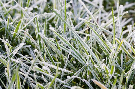 simsearch:841-07540698,k - Hoar frost covered grass, Swinbrook, Oxfordshire, United Kingdom Stock Photo - Rights-Managed, Code: 841-07201885