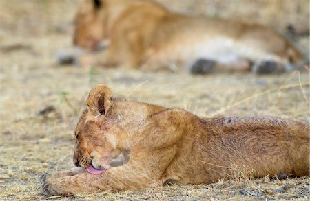 simsearch:841-07204992,k - A lion Cub grooming, Grumeti, Tanzania, East Africa Stock Photo - Rights-Managed, Code: 841-07201899