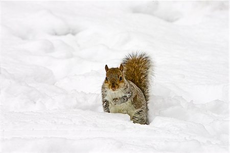 scavenger - Grey squirrel in snow on Hampstead Heath, North London, United Kingdom Stock Photo - Rights-Managed, Code: 841-07201891