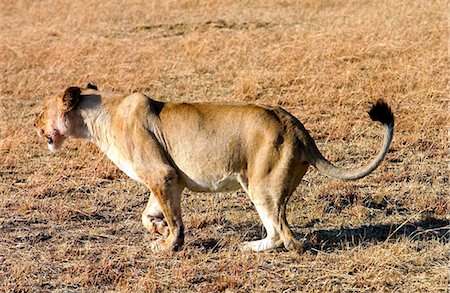 simsearch:841-03057008,k - A  lioness hunting, Grumeti, Tanzania, East Africa.She has lost a paw after being caught in a poachers snare but still hunts successfully for herself and her cubs. Foto de stock - Con derechos protegidos, Código: 841-07201915