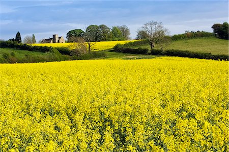 simsearch:841-07204874,k - Rape seed crop field in Wyck Rissington and St Peter's Church, Little Rissington, The Cotswolds, Gloucestershire, England Photographie de stock - Rights-Managed, Code: 841-07201927